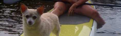 Dog on Stand Up Paddle Board